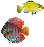 Ruinemans aquariumvissen