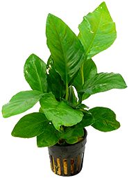 Ruinemans aquariumplanten