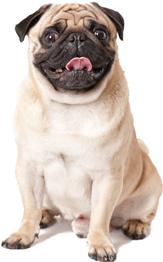 Ruinemans Landman hondensnacks