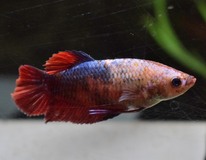 Combattant King (femelle)