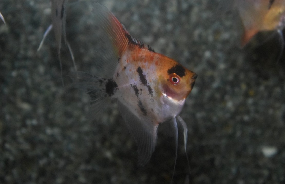 Scalaire Panda Goldhead