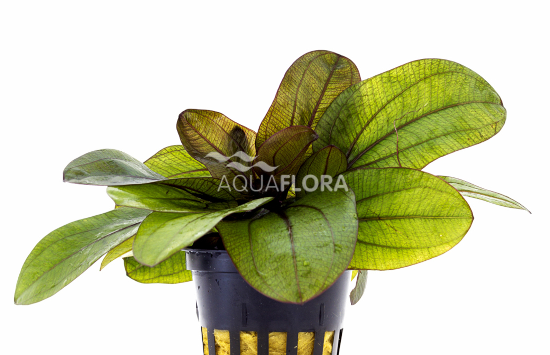 Echinodorus 'reni' - Pe