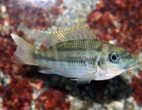 Cichlide Mamonekenei