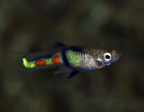 Endler's Guppy El Tigre (m/f)