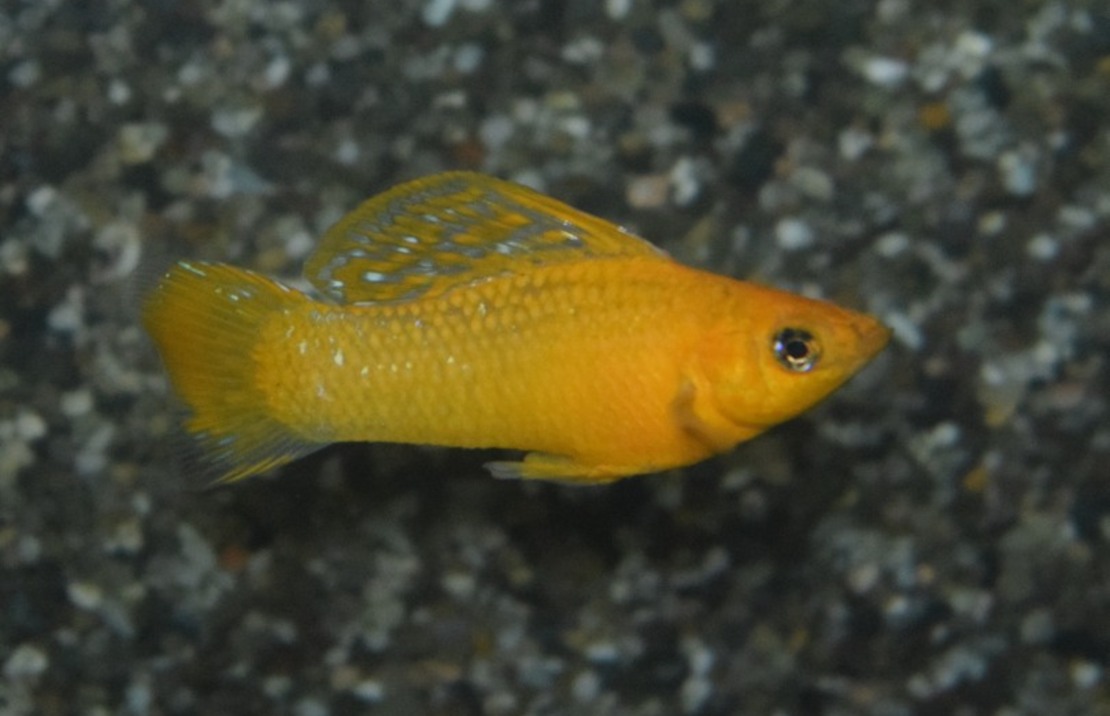 Hoogvinkarper Oranje