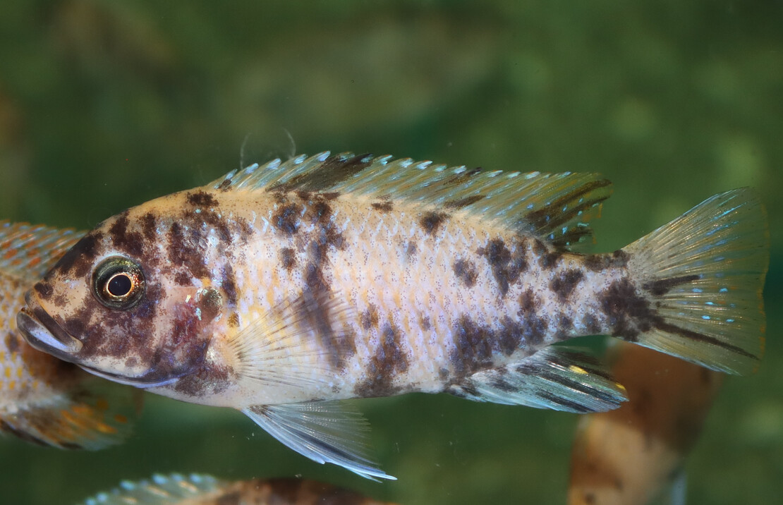 CichlidÉ Malawi Fuelleborni