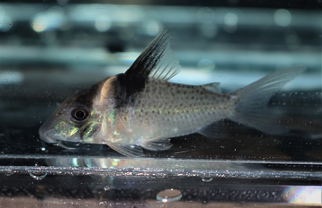 Poisson-chat Amandajanea