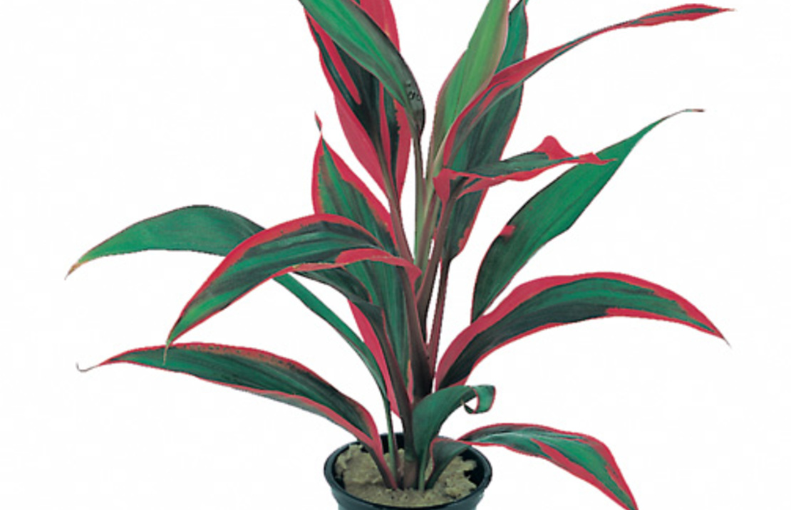 Cordyline 'red Edge' - Pt