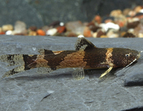 Poisson-chat Bourdon