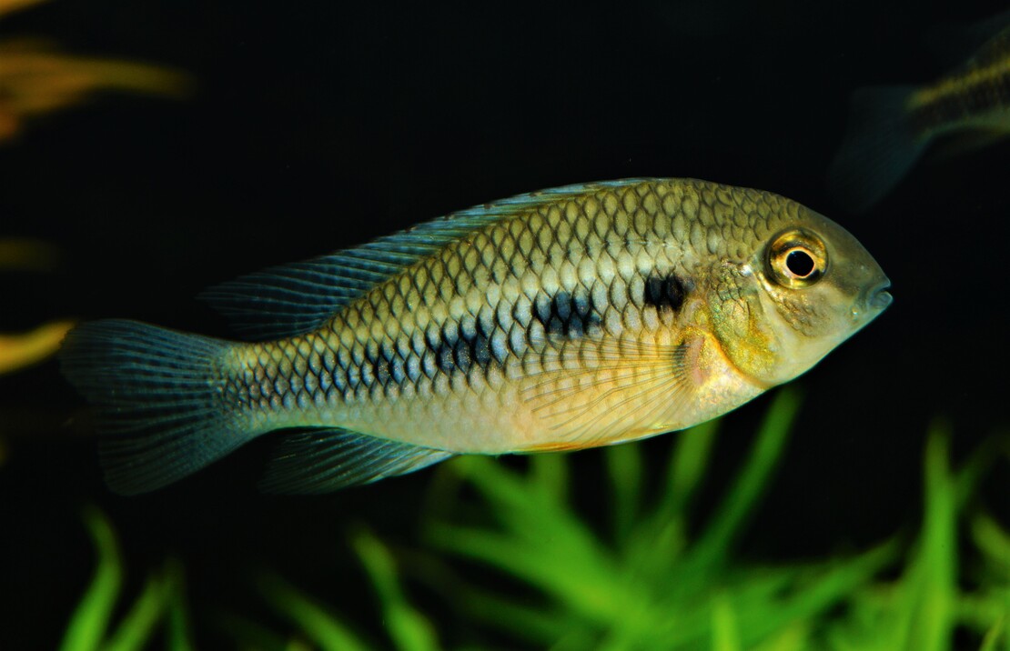 CichlidÉ Punctulatum