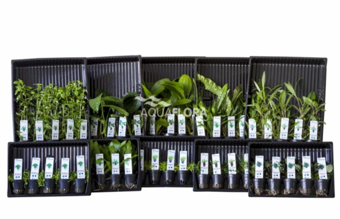 Ass. 6: 10x5 (50) Pots All Colour Code Groups - As