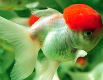 TÊte De Lion Red Cap