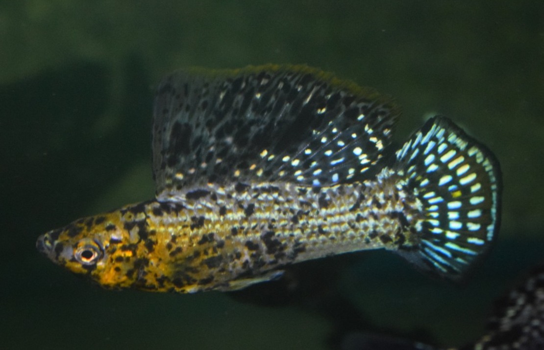 Molly Voile Noir Marbre