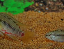 CichlidÉ Nain Hongsloi