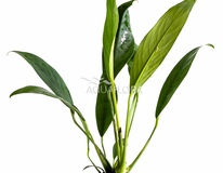 Anubias Afzelii - Pe