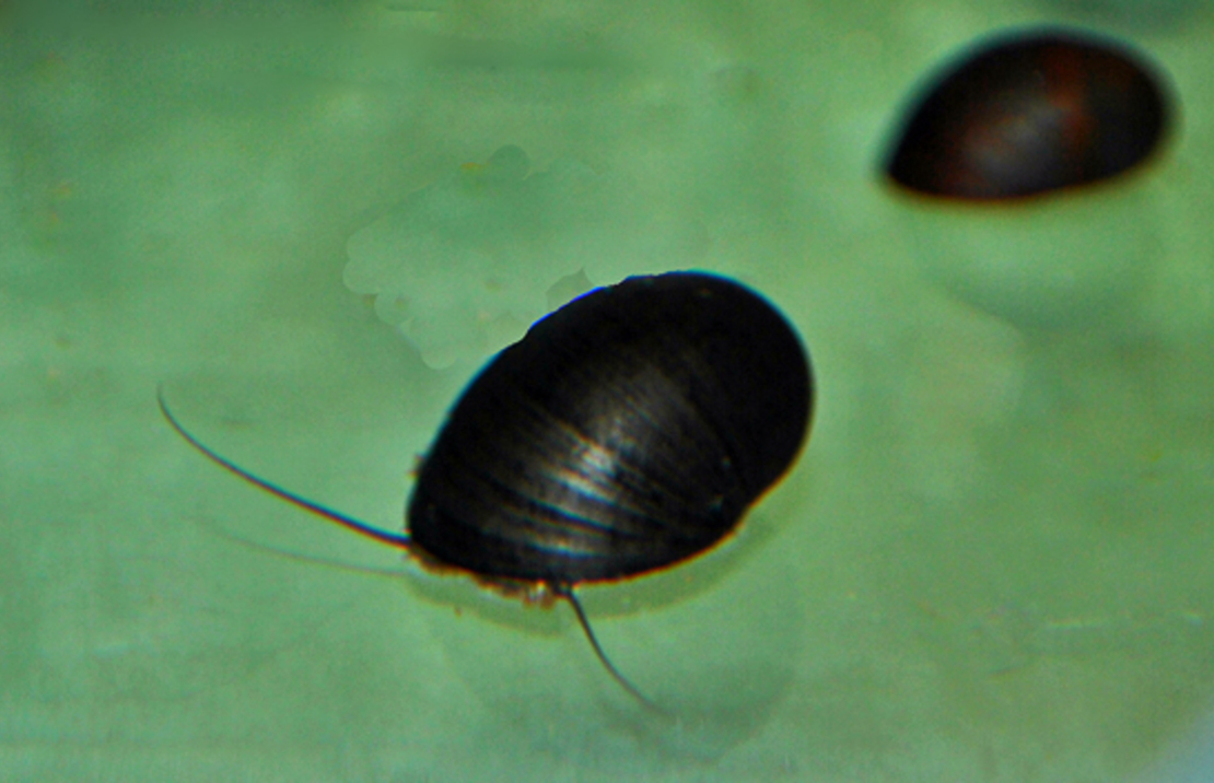 Zwarte Helmslak