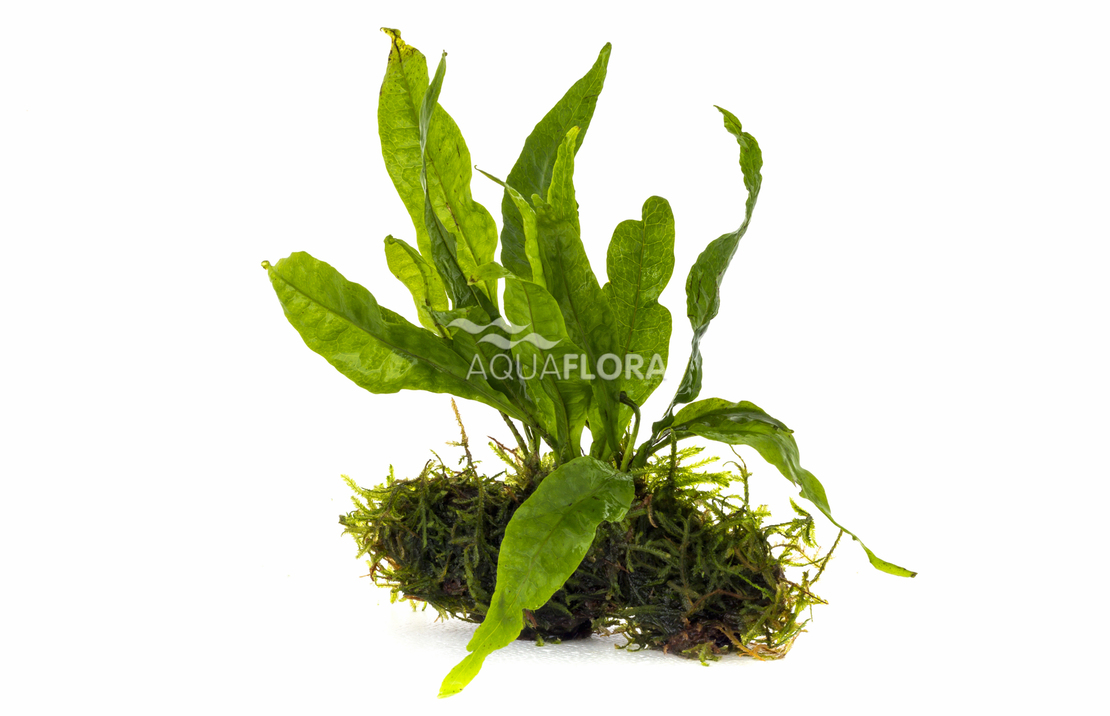 Microsorum Driftwood Nano (5-7cm) - Dw