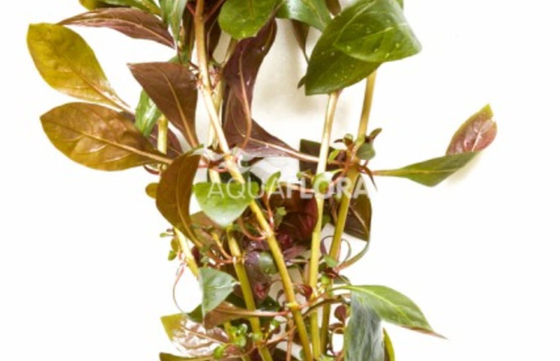 Ludwigia Perennis - Ba