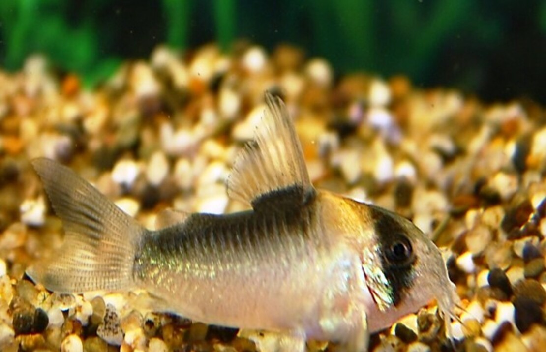 Corydoras Adolfoi