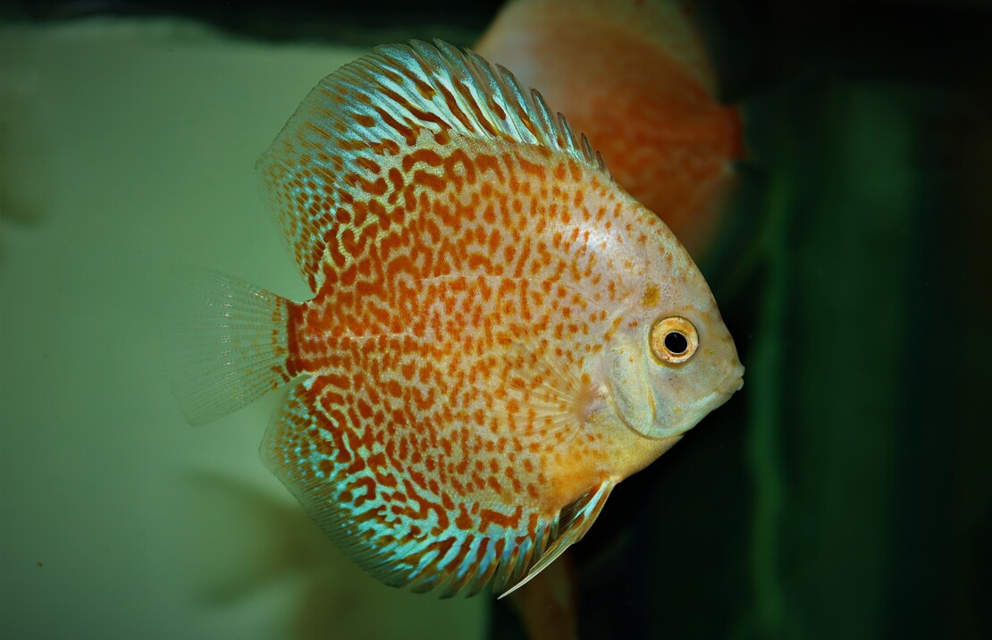 Discus Blanc Sparkling