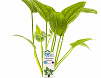 Echinodorus Sp. 'radicans' - Pe