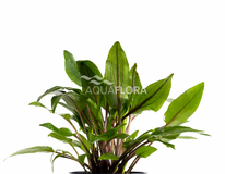 Cryptocoryne Wendtii 'green' - Pe