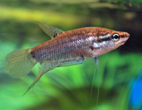 Gourami Grogneur