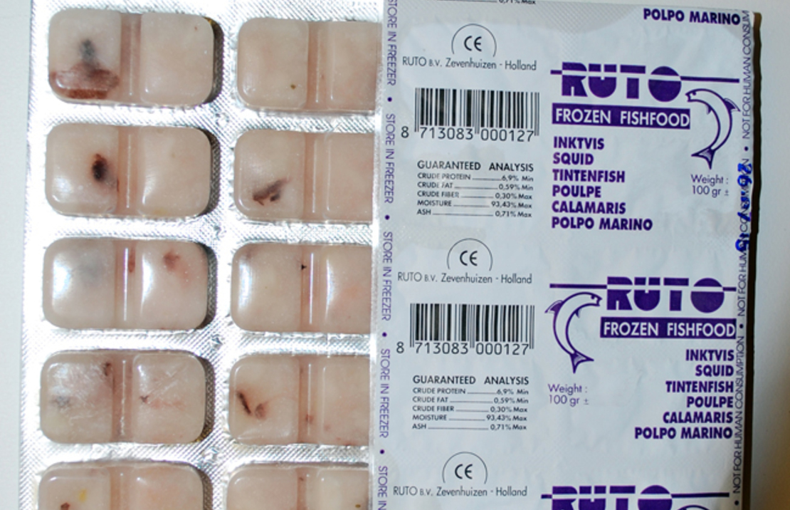 Squid100 Gr. Blister