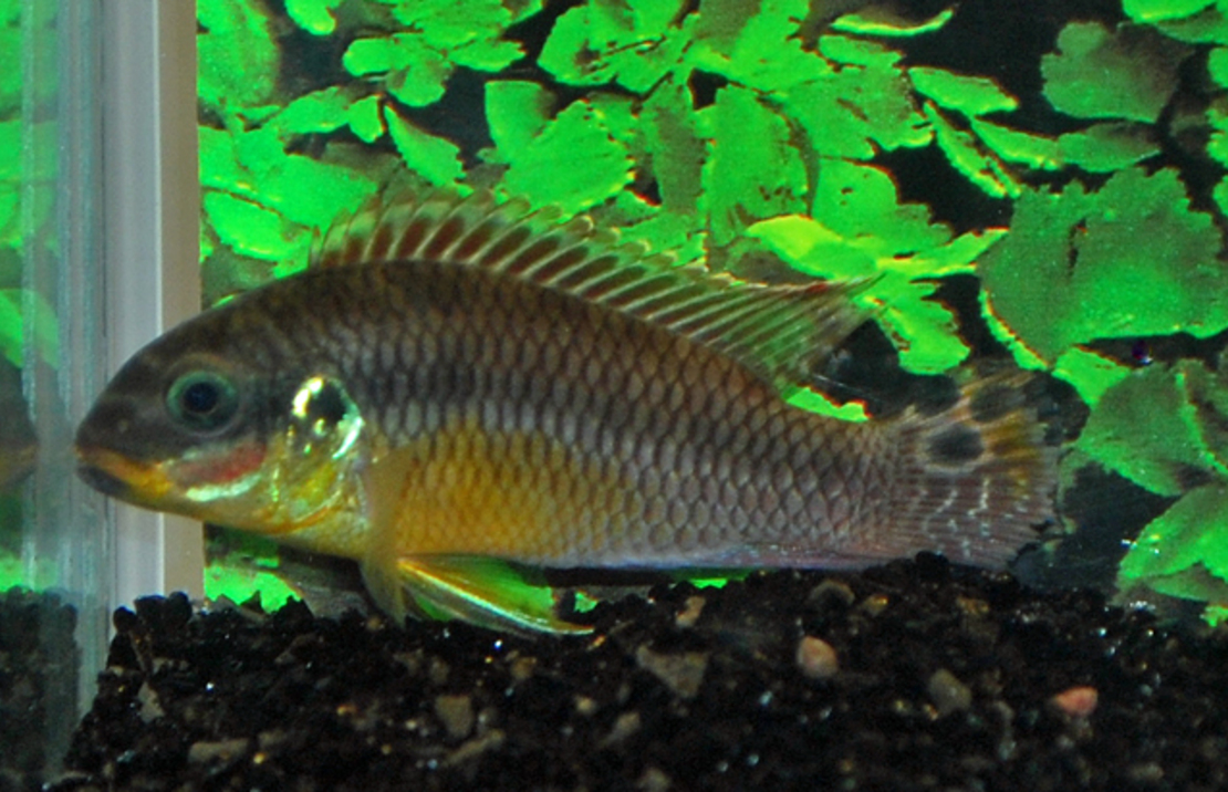 Cichlide Drachenfelsi