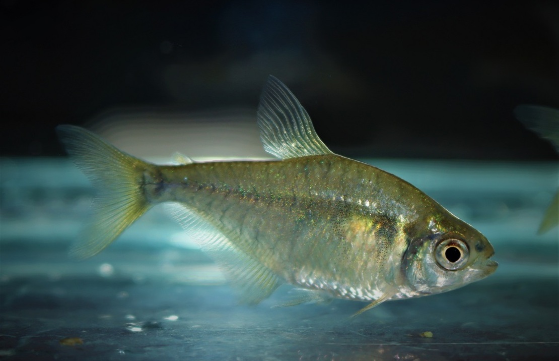 Salmler Bifasciatus