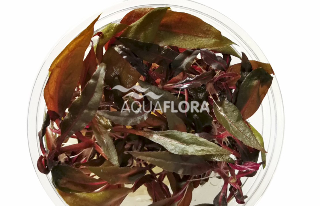 Alternanthera Reineckii 'pink' - In Vitro Cup