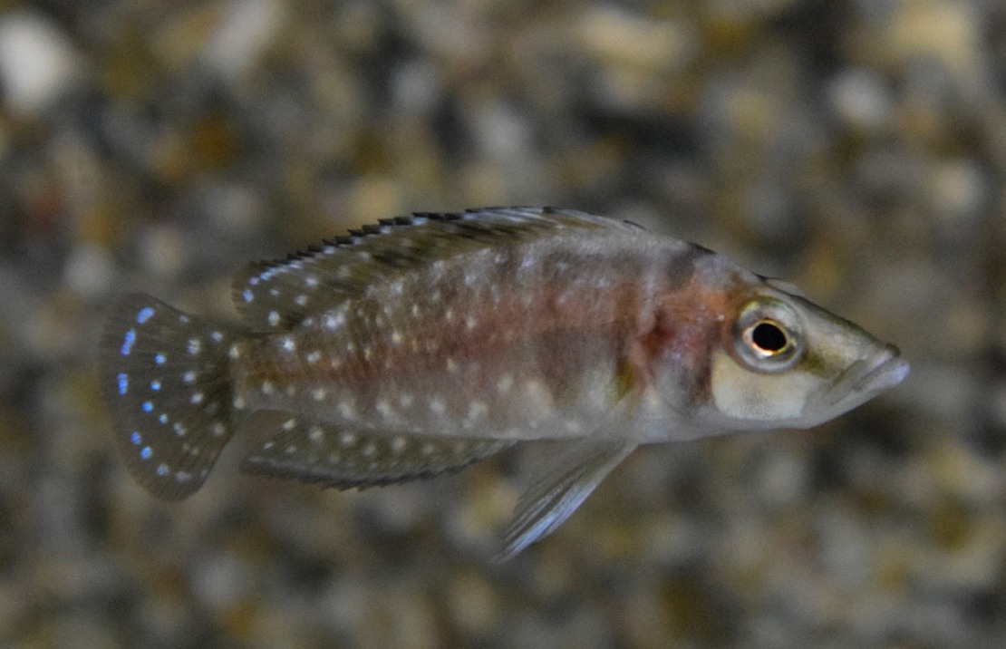 Nanderbuntbarsch Sumbu Shell