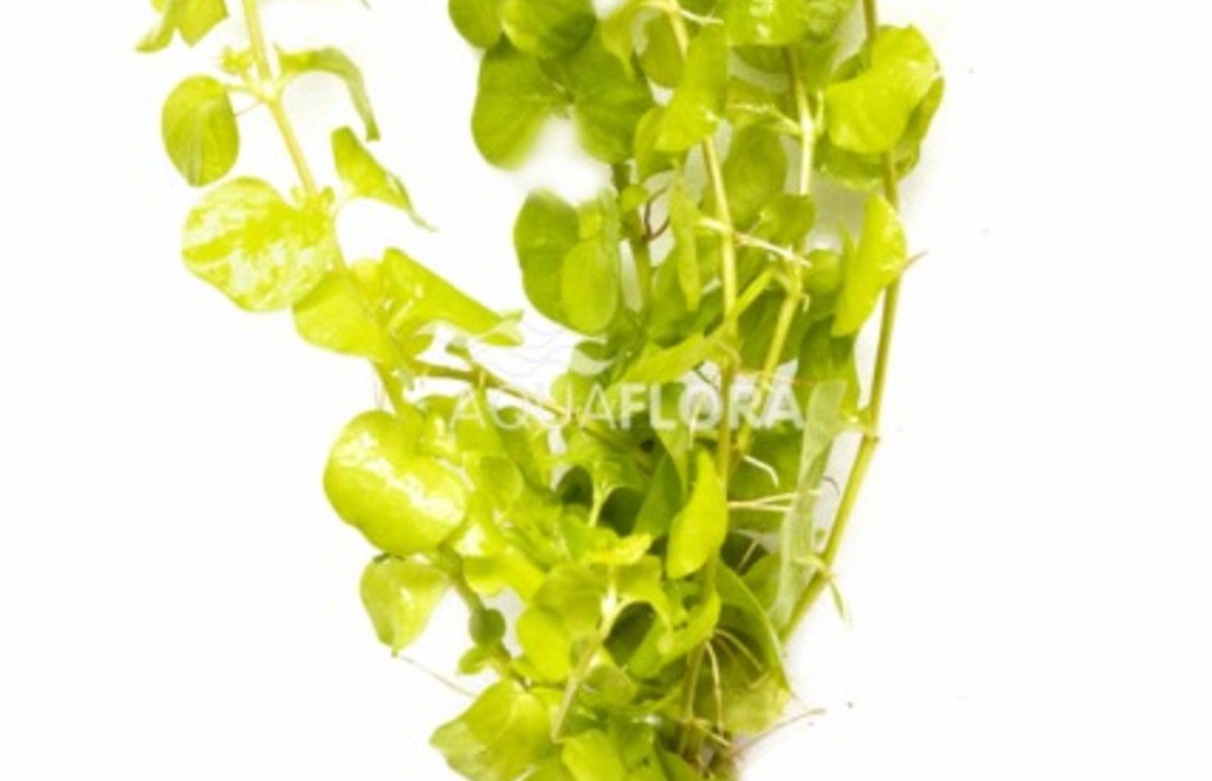 Lysimachia Nummularia 'aurea' - Ta