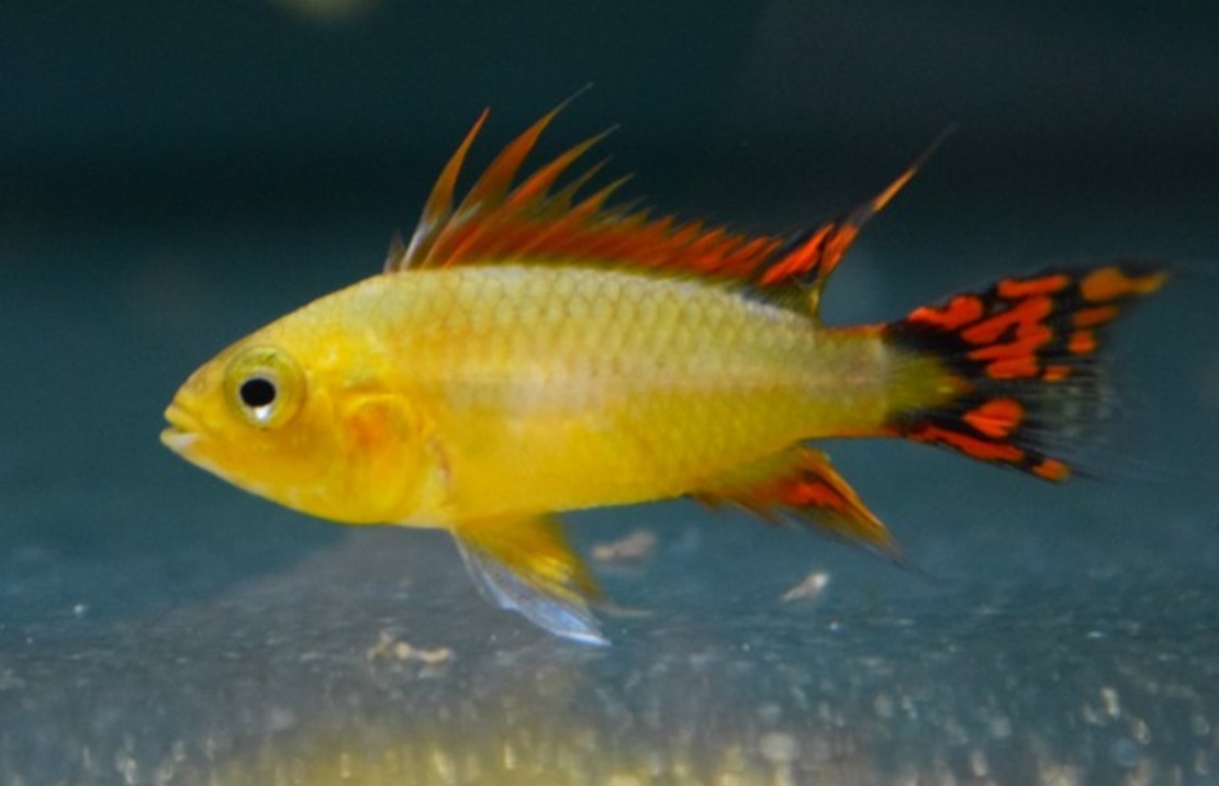 Apistiogramma Cacatuoides Gold S/m