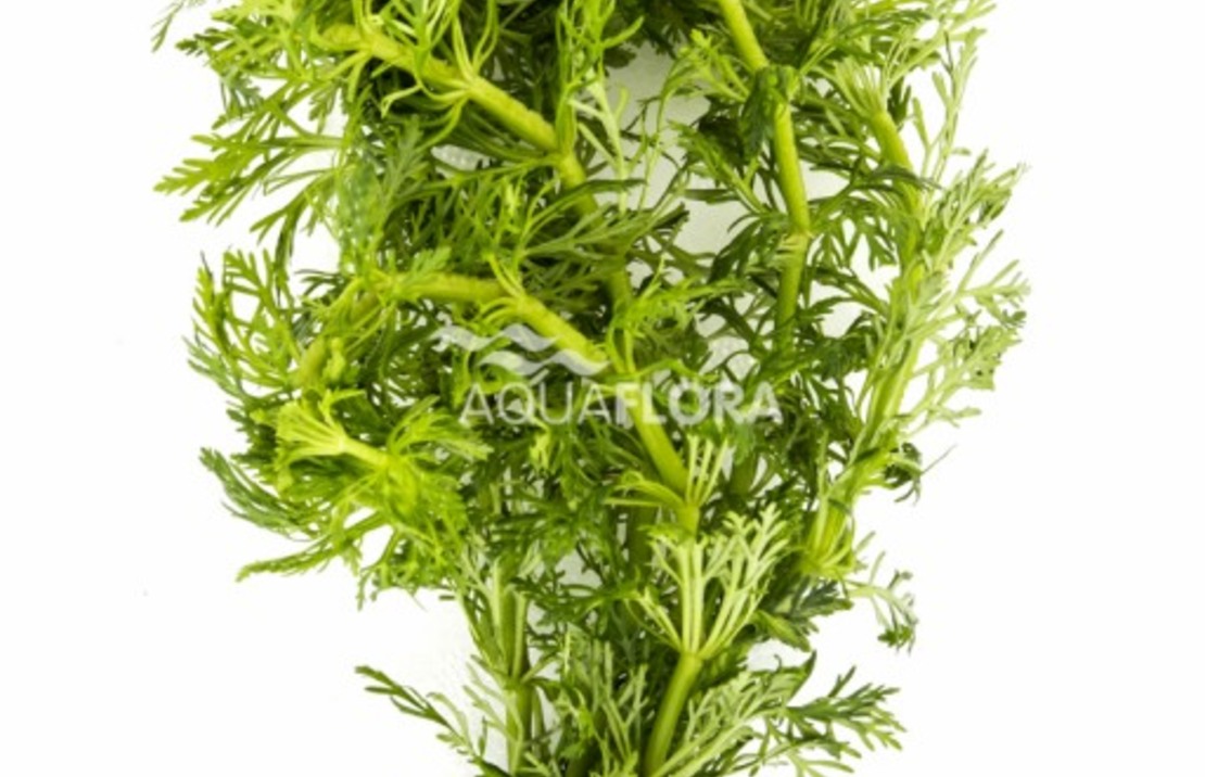 Limnophila Heterophylla - Ba