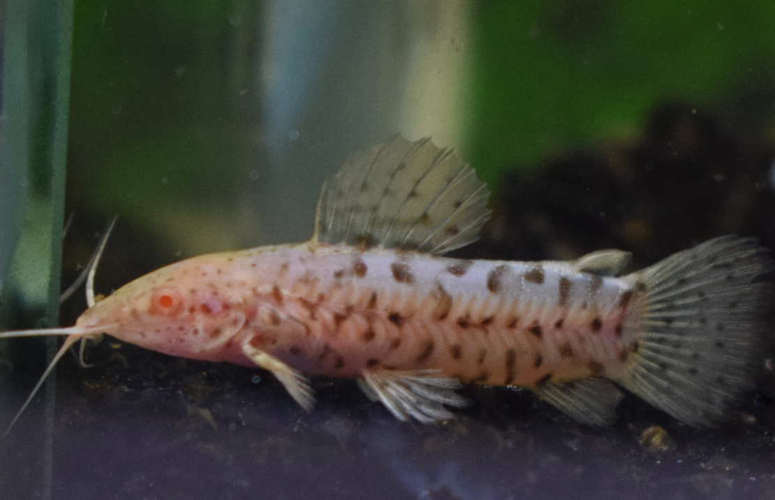 Cascadure Albino