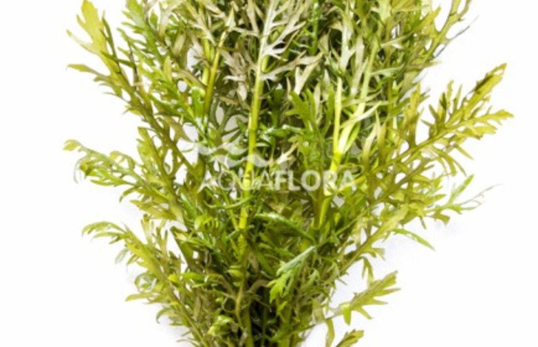 Hygrophila Difformis - Ba