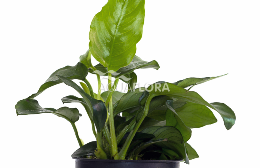 Anubias Barteri Var. Nana - Pe