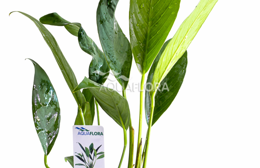 Anubias Afzelii - Pe