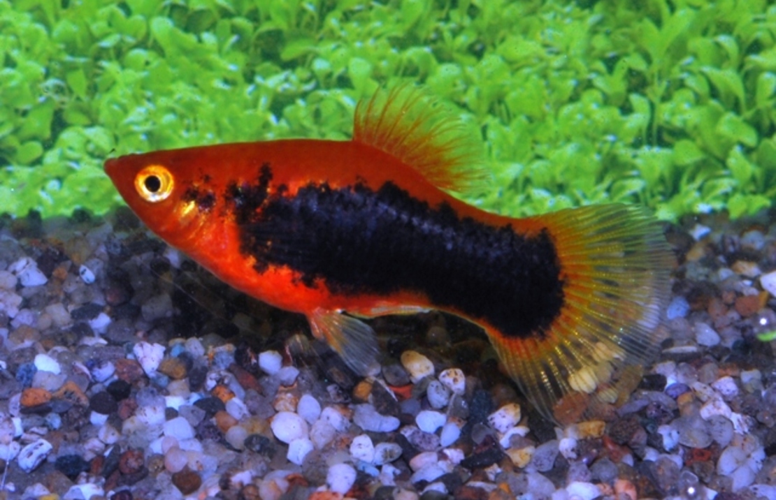 Platy Rouge Tuxedo