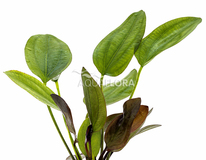 Echinodorus X Barthii - Pe