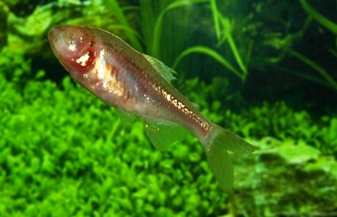 Blinde HÖhlensalmler