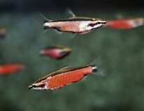 Poisson-crayon Cenepa