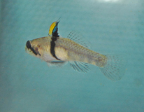 Gobie À Corne De RhinocÉros