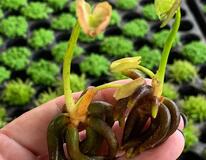 Nymphoides Aquatica - La