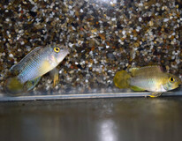 CichlidÉ Nain Panda