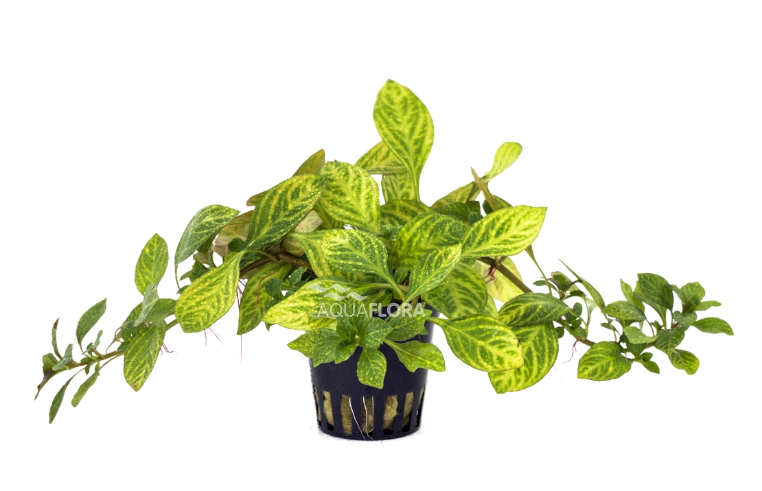 Ludwigia Sp. 'atlantis' - Pe