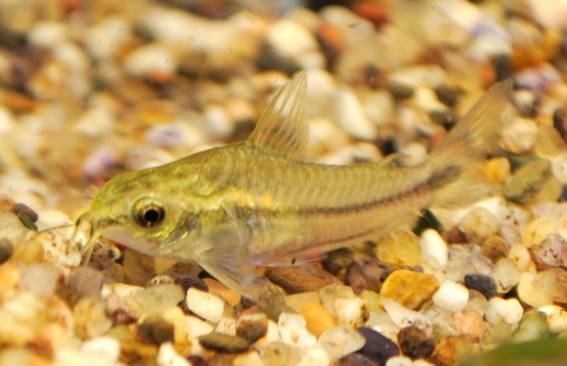 Corydoras Pygmee