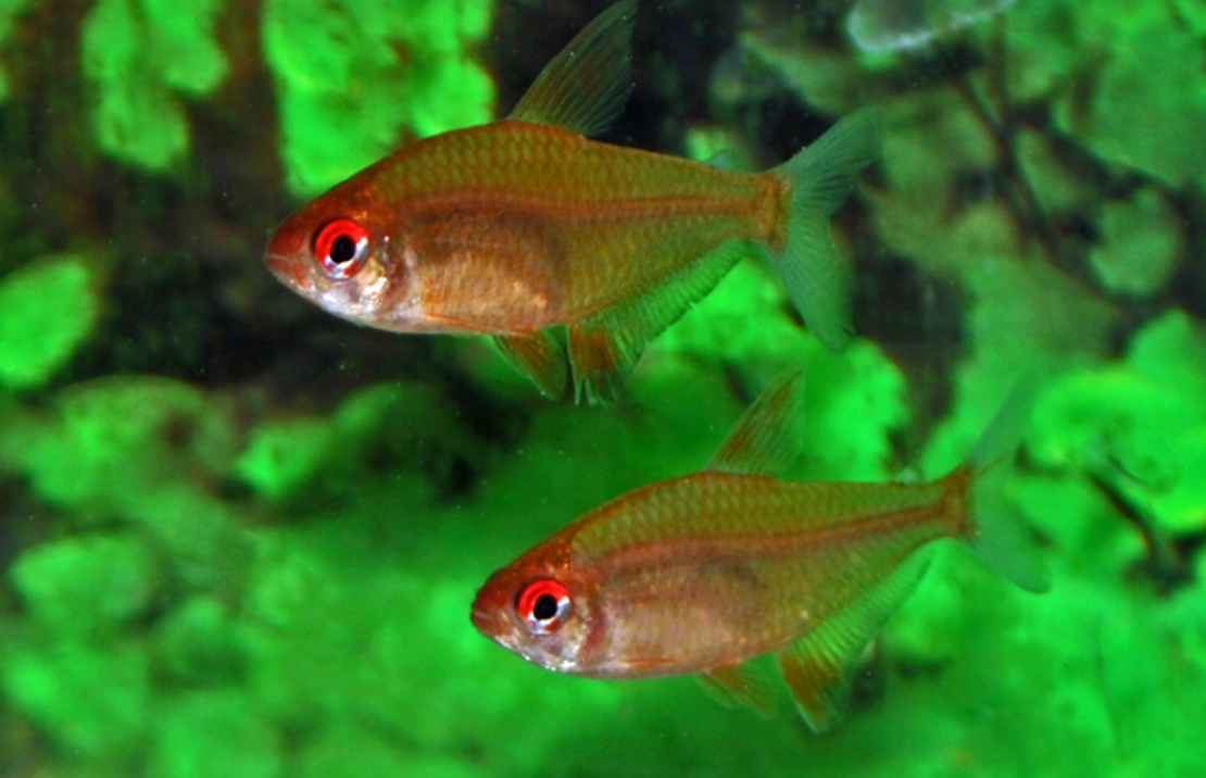 Hyphessobrycon Pulchripinnis Orange L