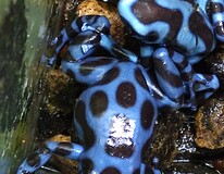 Dendrobate DorÉ Bleu